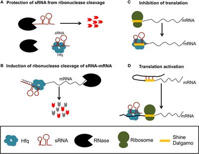 Impacts of Small RNAs and Their Chaperones on Bacterial Pathogenicity